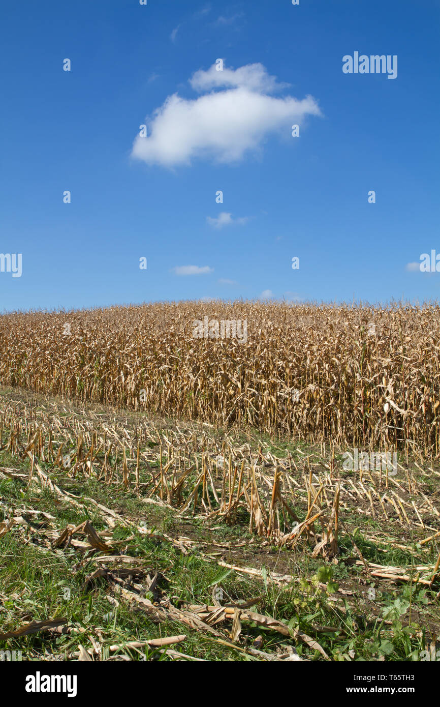 field of maize, Bavaria, Germany Stock Photo - Alamy