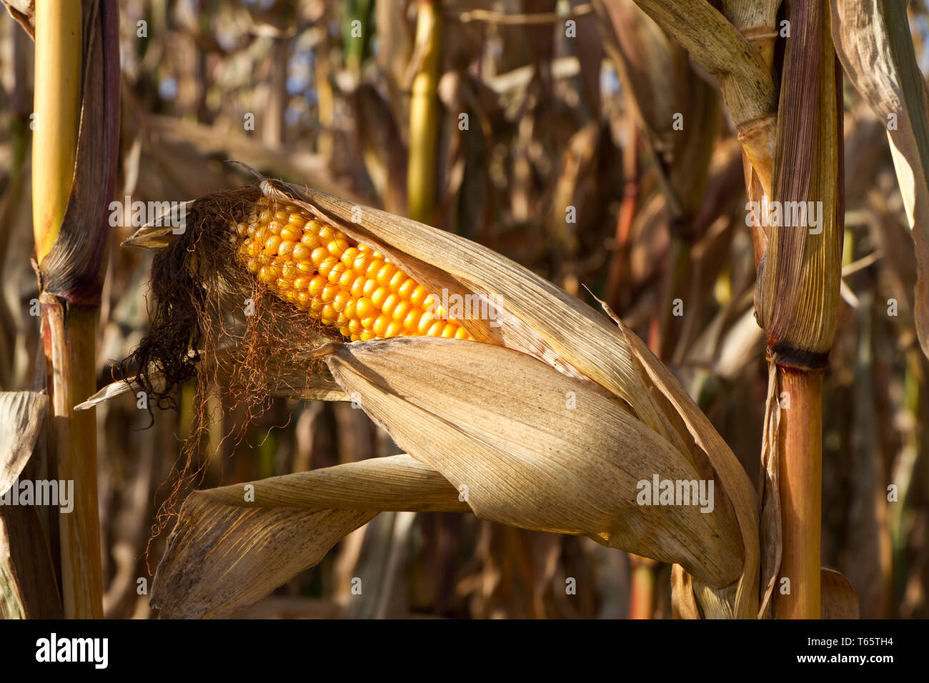 field of maize, Bavaria, Germany Stock Photo - Alamy