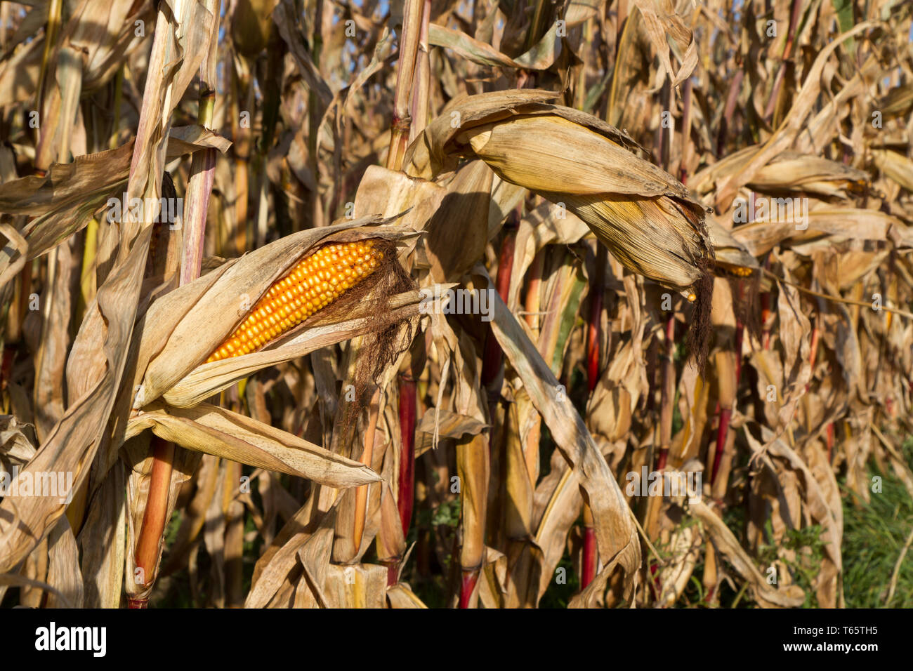 field of maize, Bavaria, Germany Stock Photo - Alamy