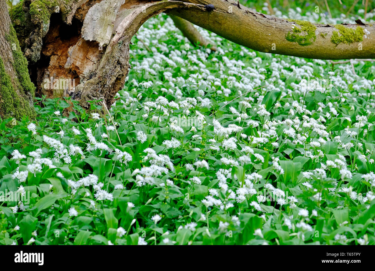 Garlic flowers hires stock photography and images Alamy