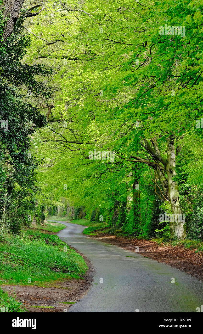 green spring leaves on elm trees in countryside setting, stody, north norfolk, england Stock Photo