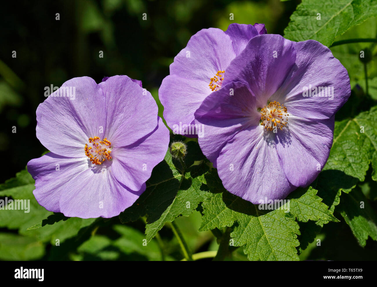 Purple Abutilon Suntense Jermyns (Flowering Maple) Stock Photo