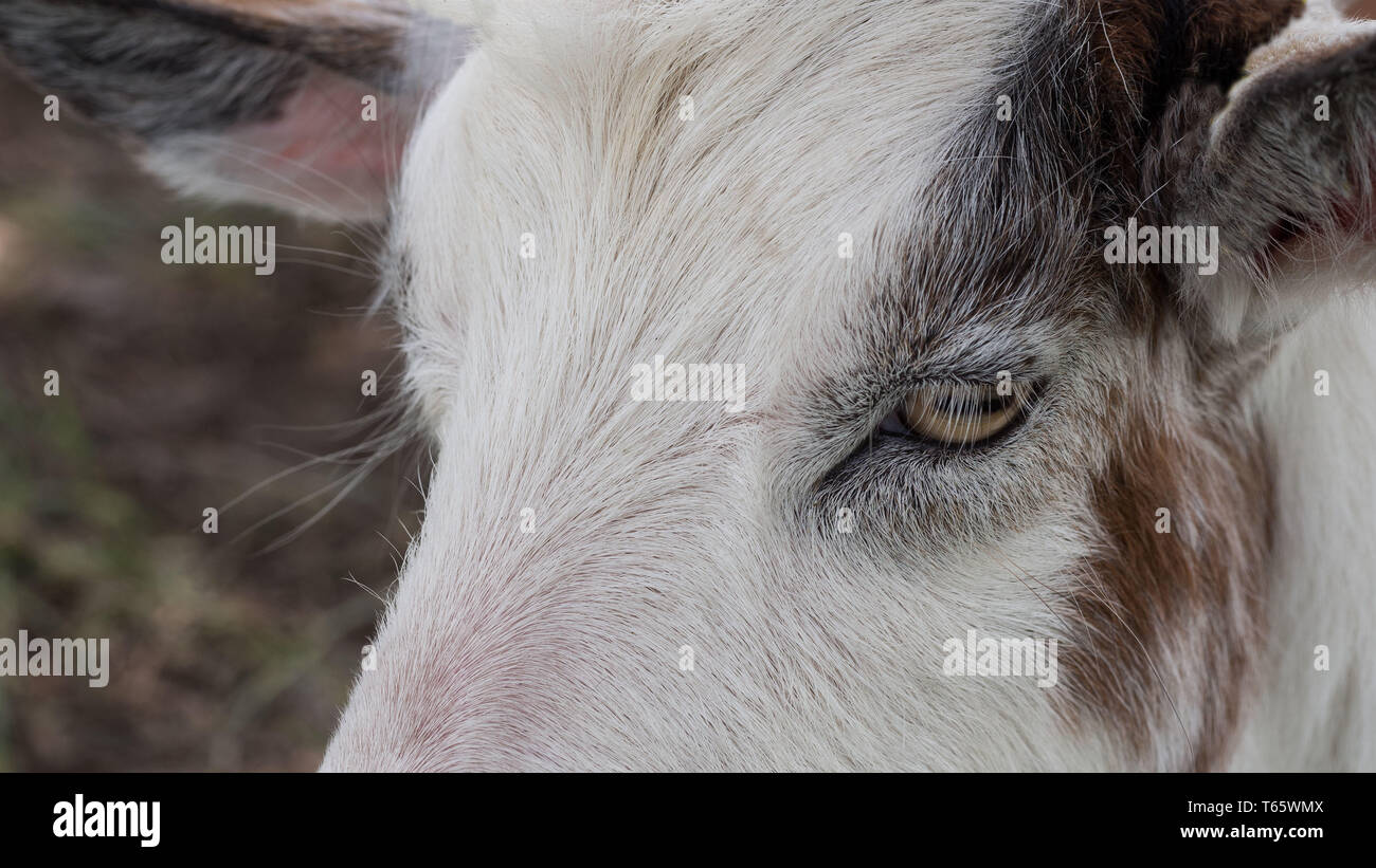 Goat head white and brown close up Stock Photo