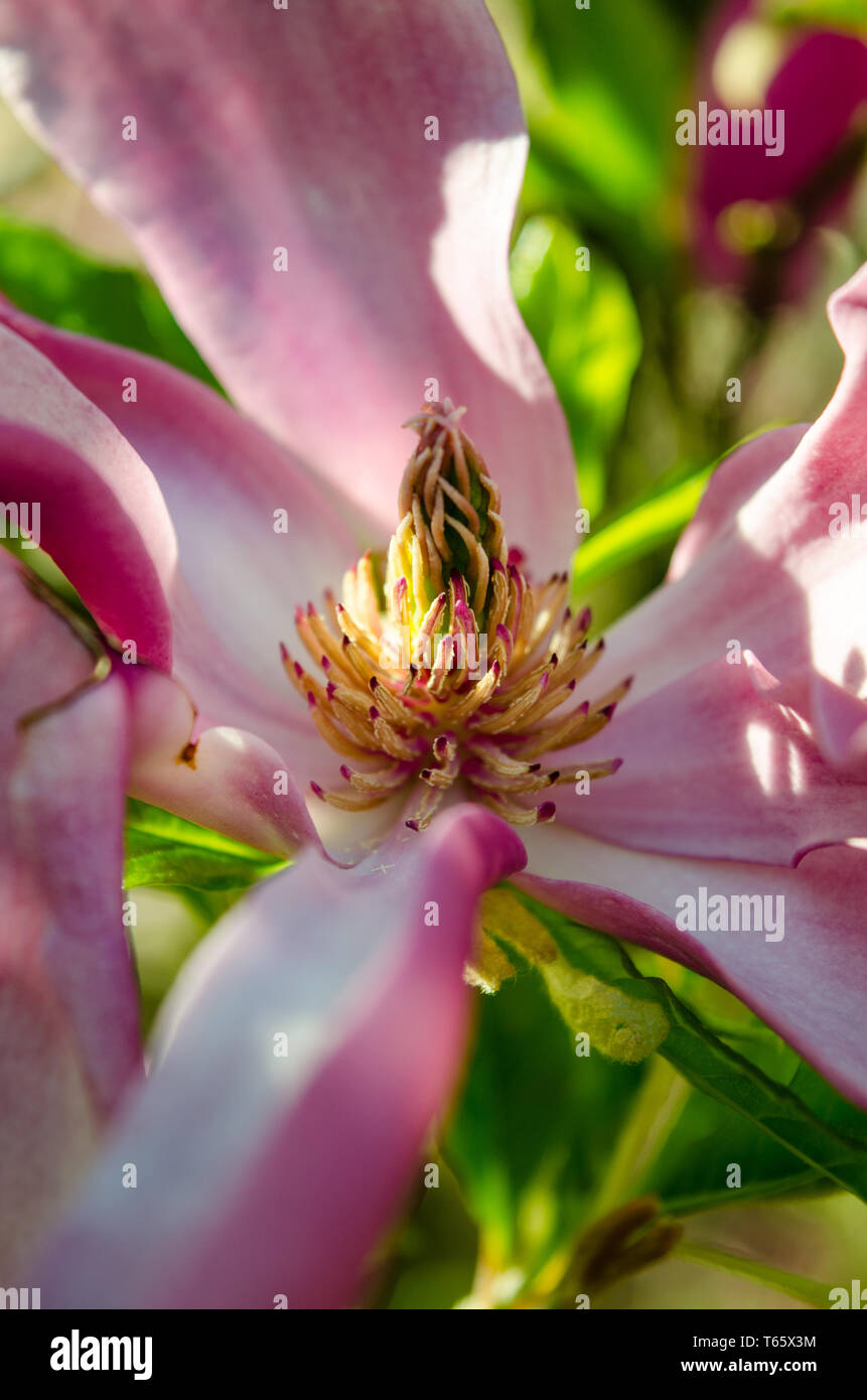 Lily magnolia flower hi-res stock photography and images - Alamy
