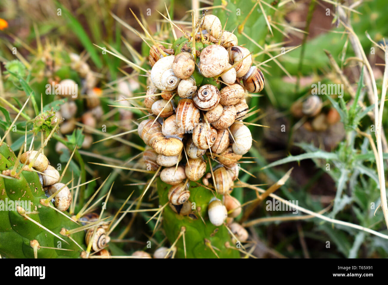 group of snails on cactus Close up of a snail colony on cactus Stock