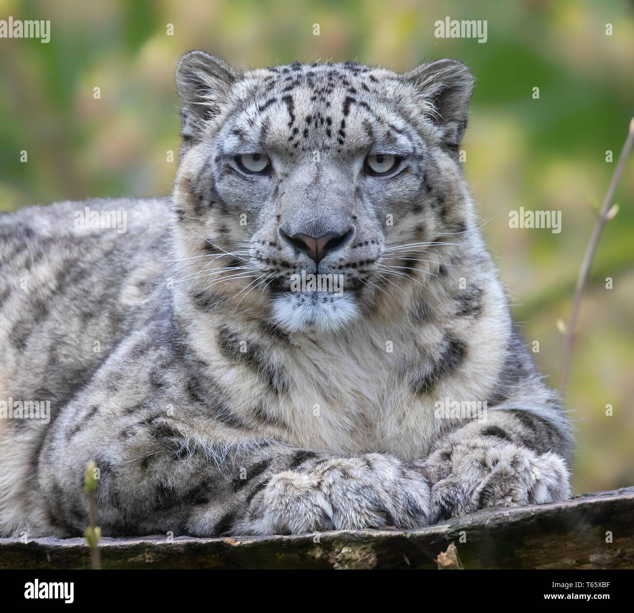 Frontal Close-up of a Snow leopard Stock Photo
