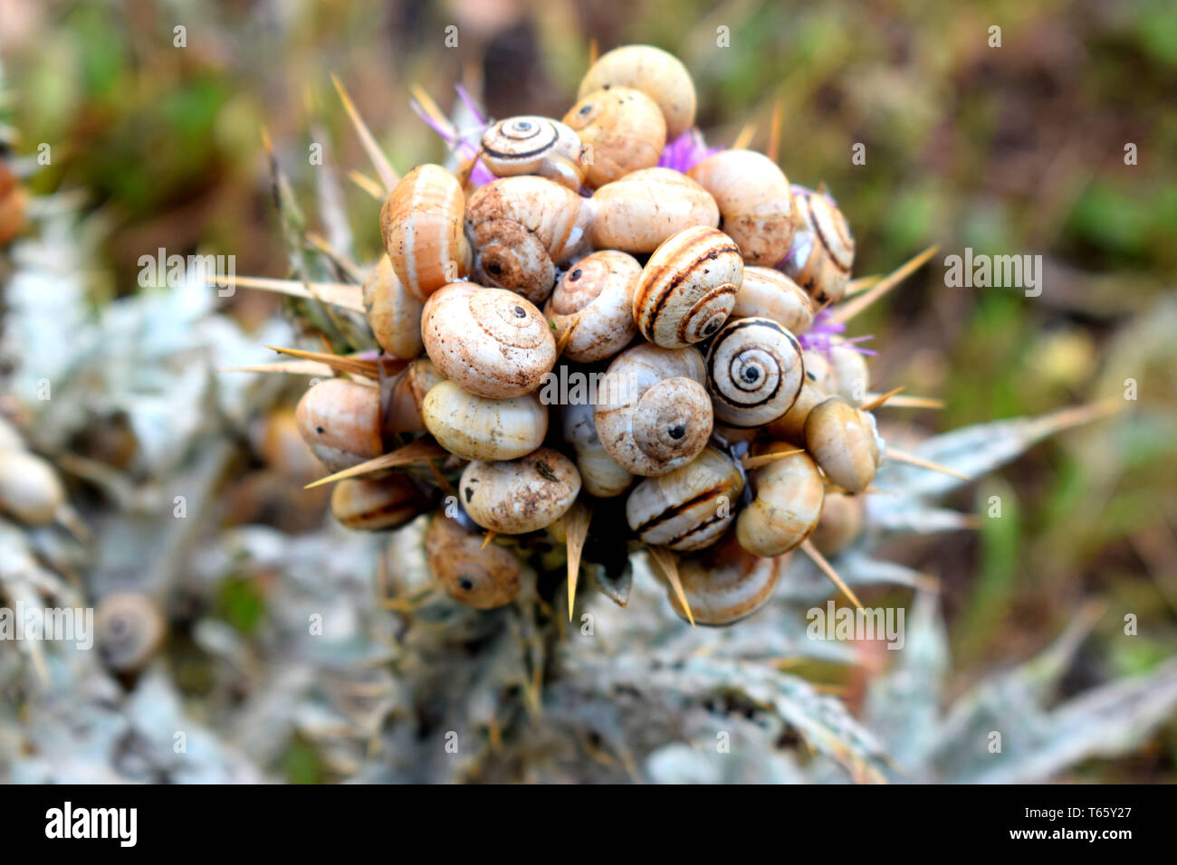 group of snails on thistle : Close up of a snail colony on thistle Stock Photo