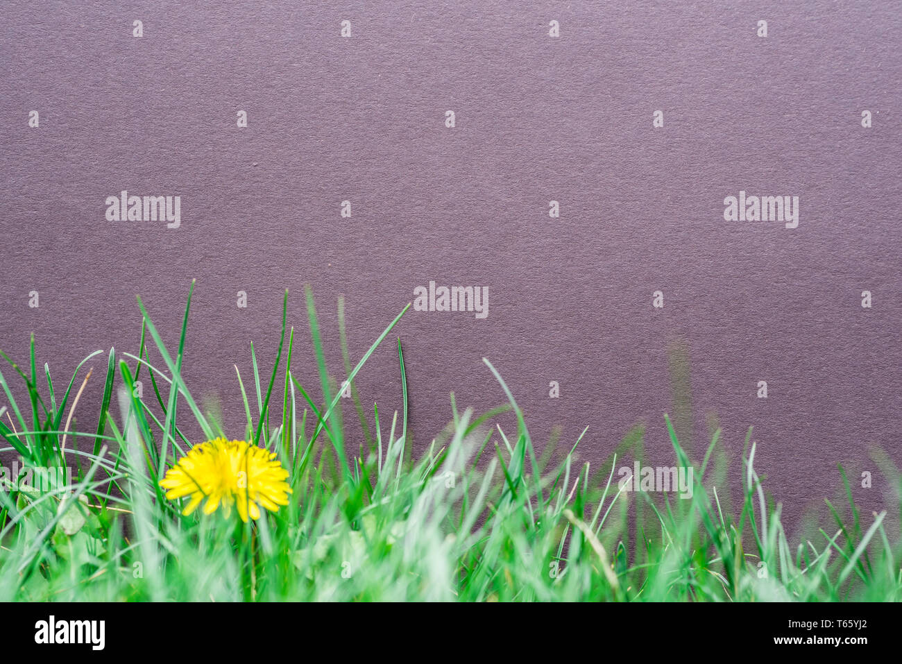 Violet paper blank on the green grass. Green grass as a frame. Stock Photo