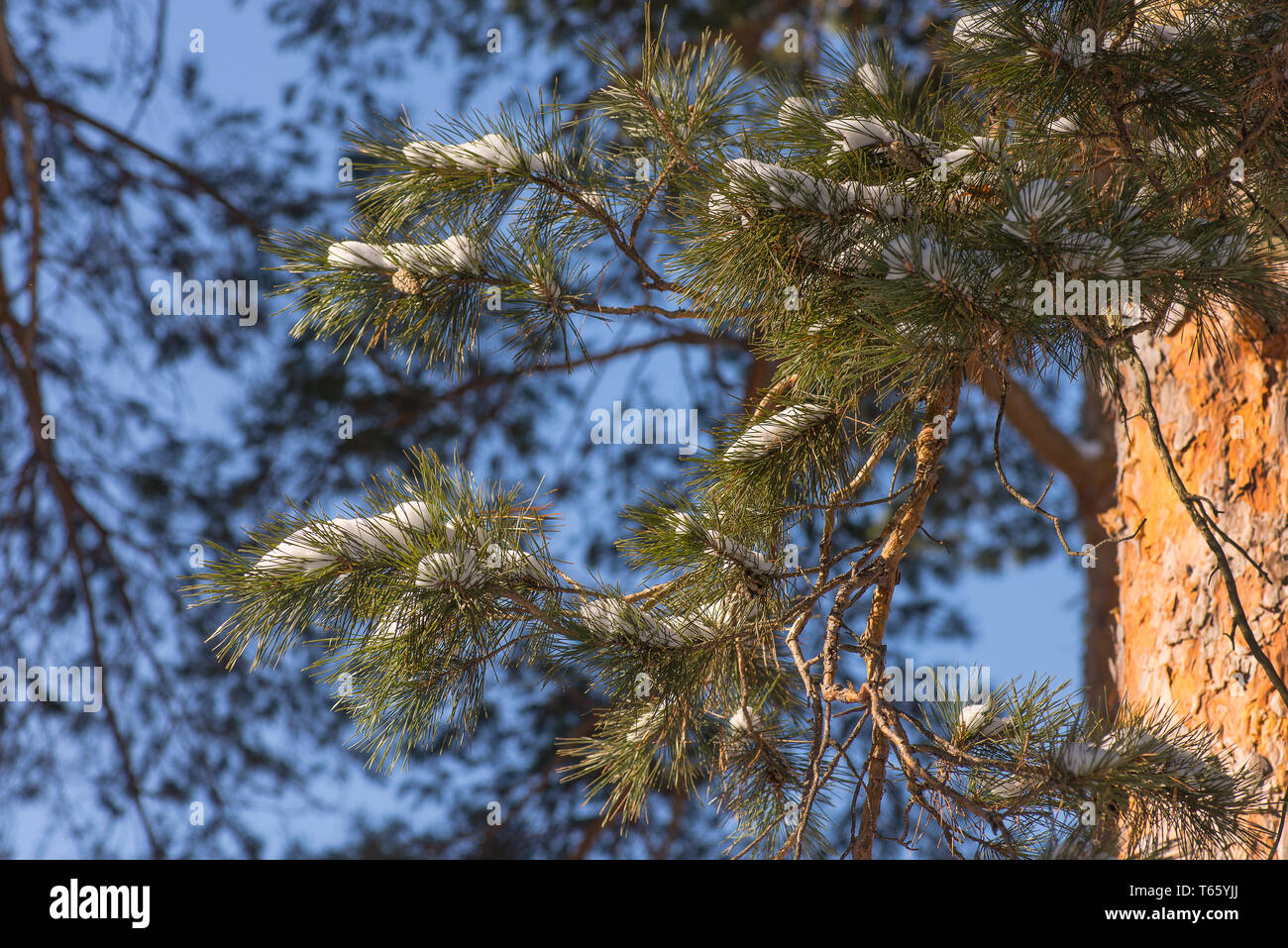 Spruce branch is heavily covered with fresh snow against the blue sky. Stock Photo