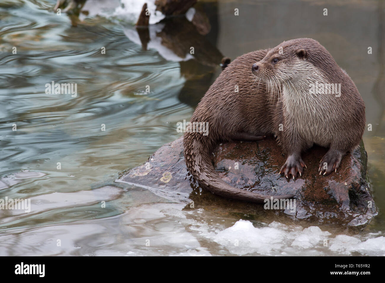Eurasian otter, Lutra lutra Stock Photo