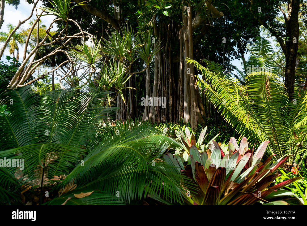 The botanic garden of Puerto de la Cruz, Tenerife. It has a variety of  plants, typical of the sub tropical canarian zone Stock Photo - Alamy