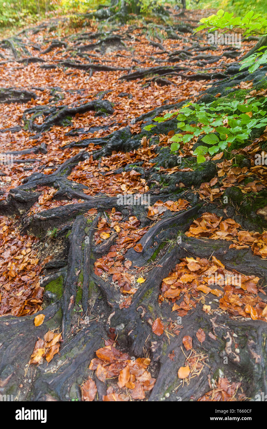 Vivid plant roots hi-res stock photography and images - Alamy