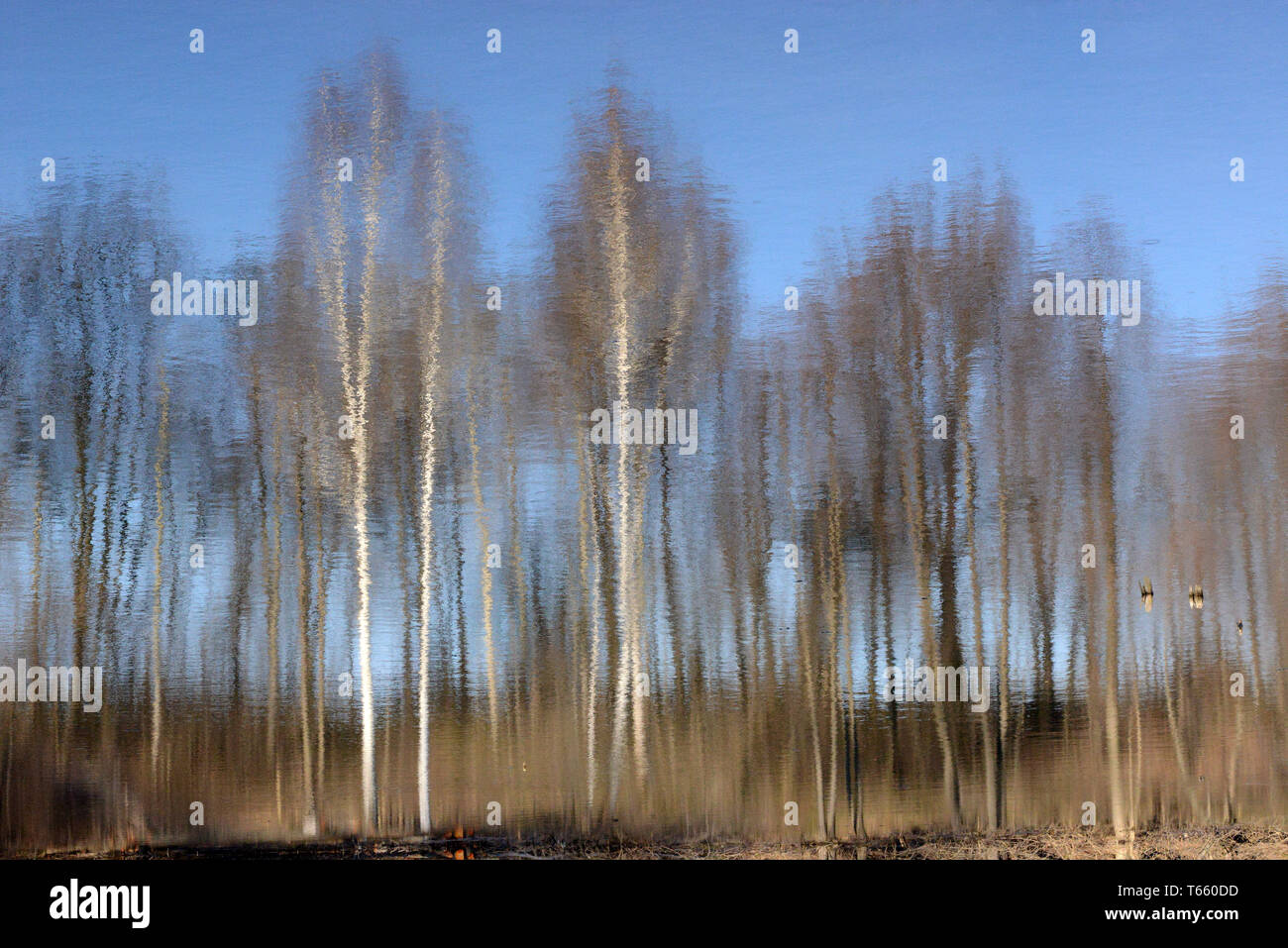 Reflection. Autumn forest is reflected in the water. Autumn. Stock Photo