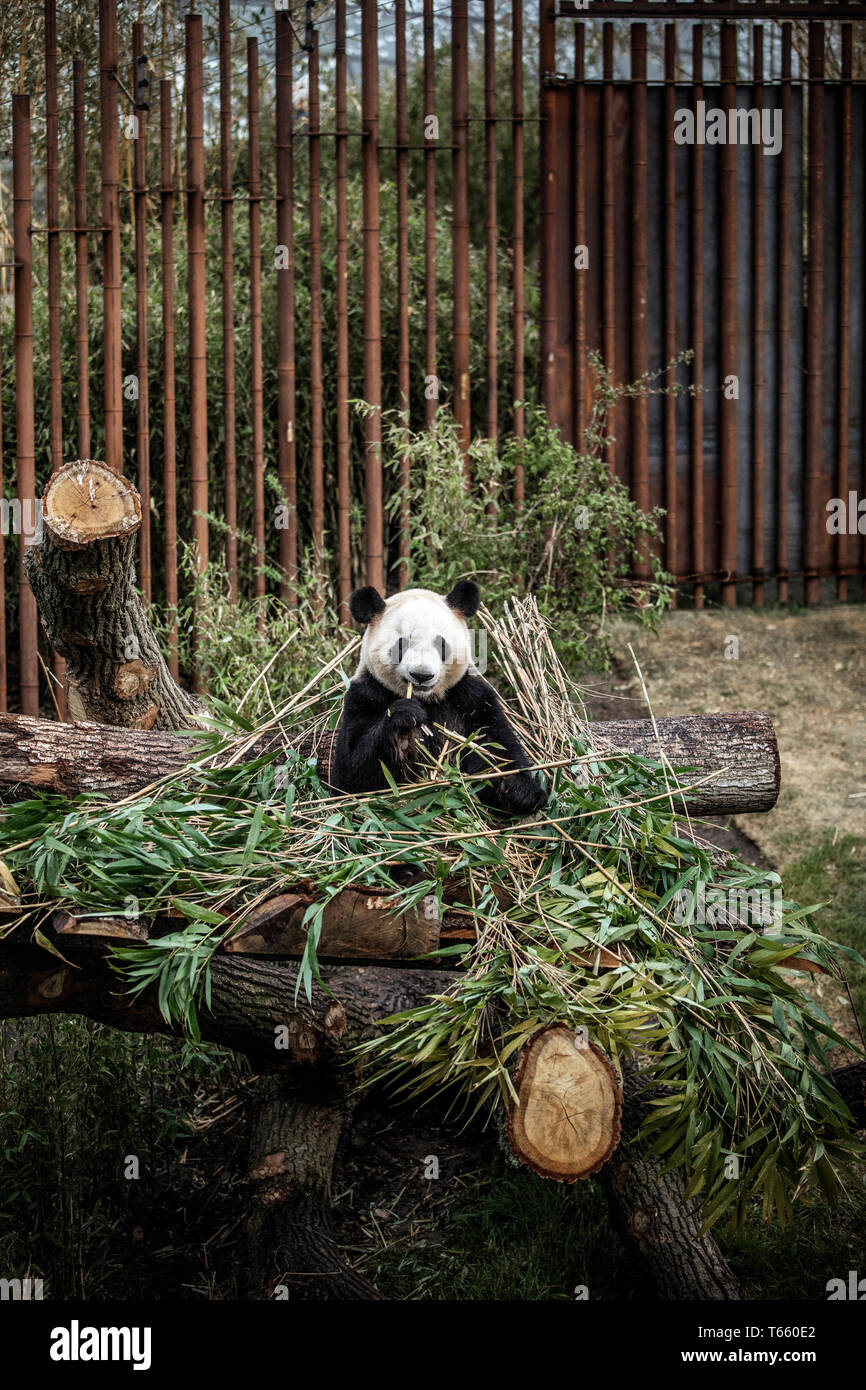 The two new pandas, Mao Sun (pictured) and Xing Er, have arrived to Copenhagen Zoo. (Photo credit: Gonzales Photo - Kenneth Nguyen). Stock Photo