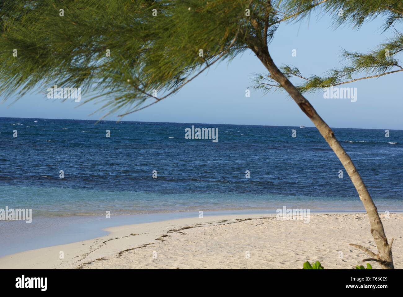 Tree on beach at Montego Bay, Jamaica Stock Photo