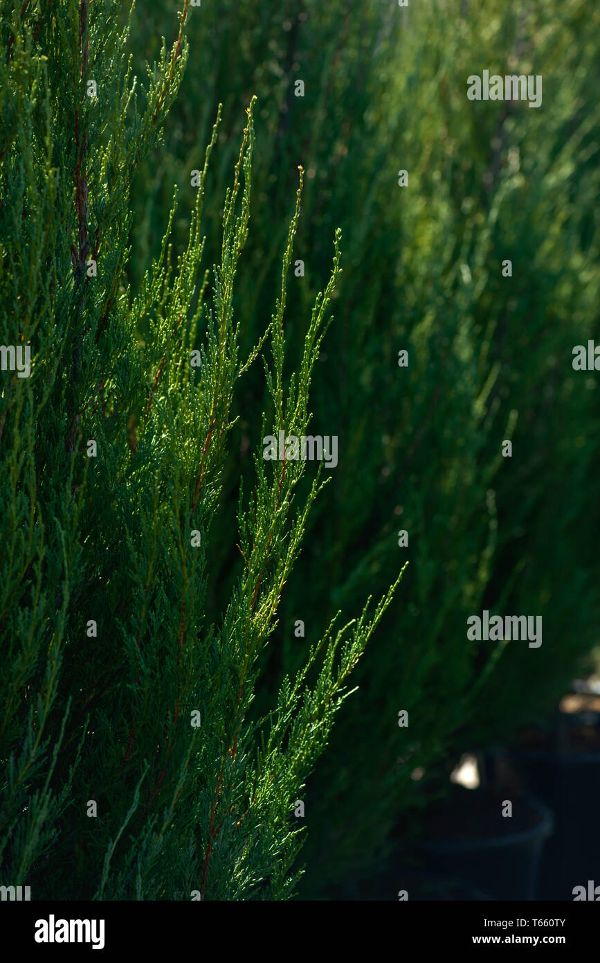 Park trees. Decorative large-scale meters. Perennial. Fruit and berry crops. Stock Photo