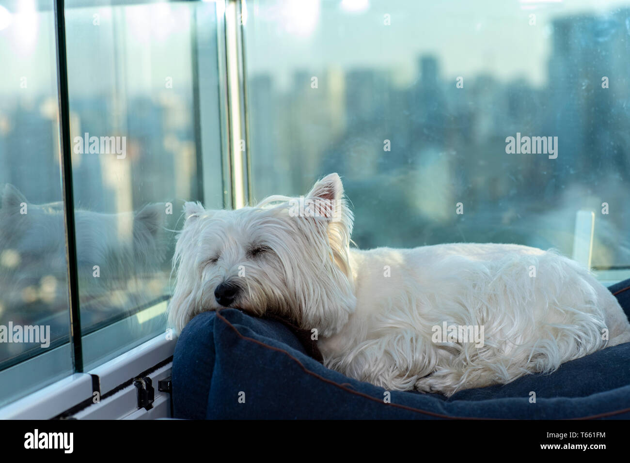 dog city west