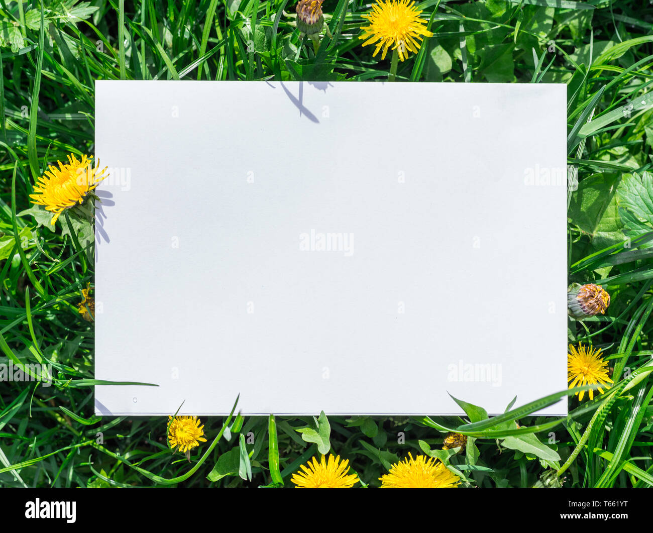 Paper blank on the green grass and dandelions. Green grass as a frame. Stock Photo