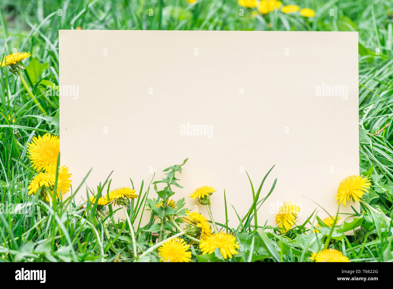 Yellow paper blank on the green grass and dandelions. Green grass as a frame. Stock Photo