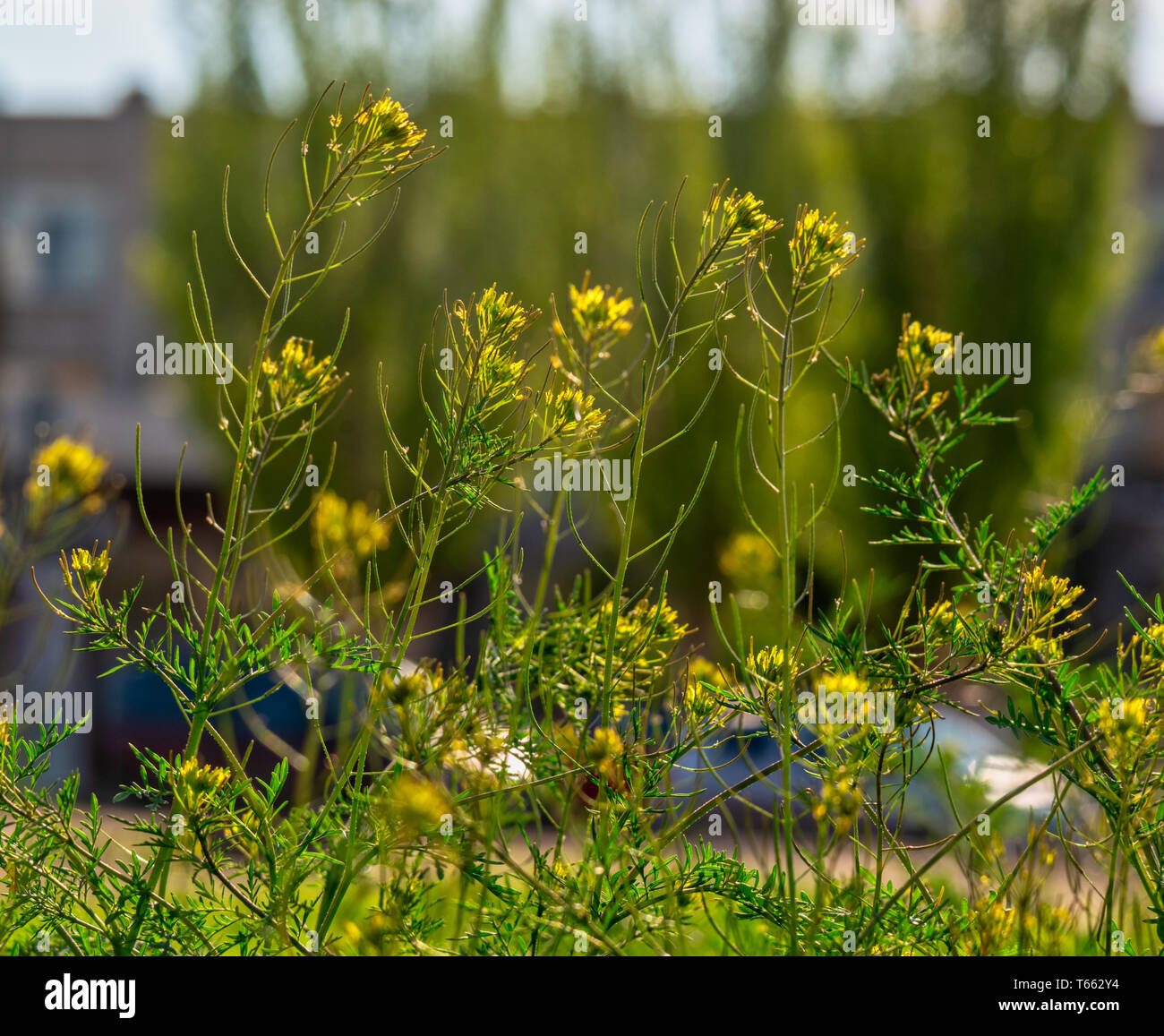 Gentle sun on wildflowers hi-res stock photography and images - Alamy