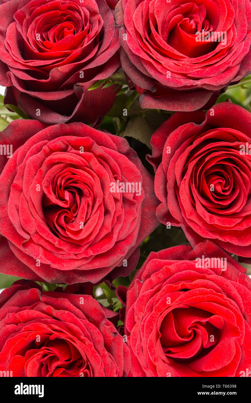 Bunch of beautiful dark red roses full frame, close up Stock Photo