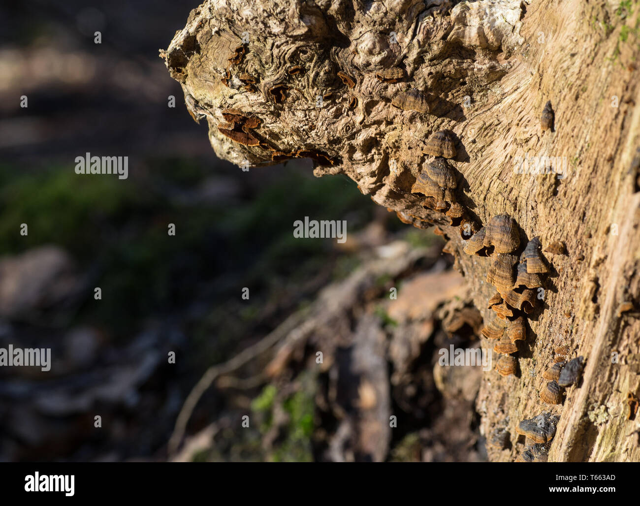 Close-up of old tree trunk with wild-grown mushrooms Stock Photo