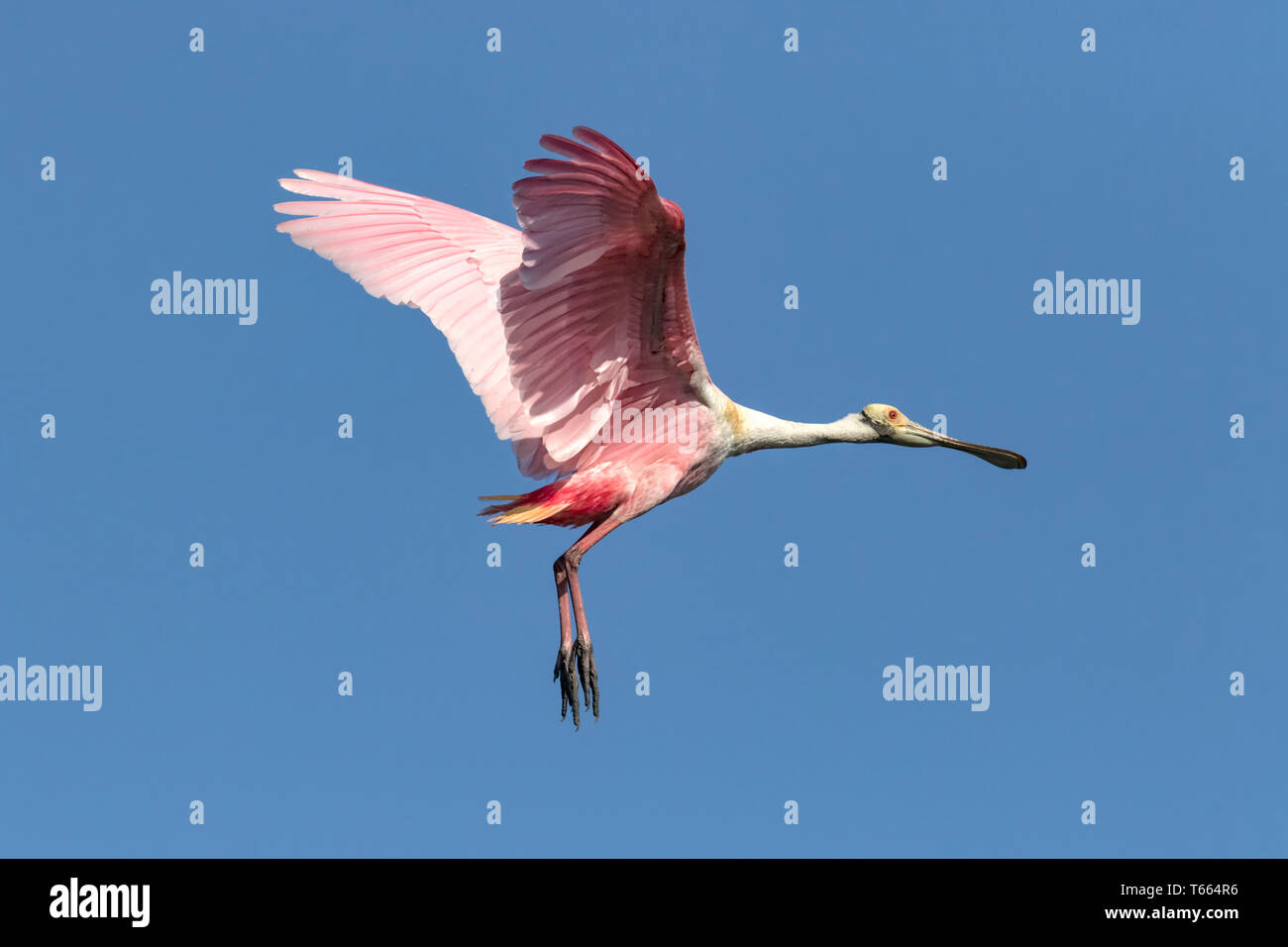 Beautiful spoonbill hi-res stock photography and images - Alamy