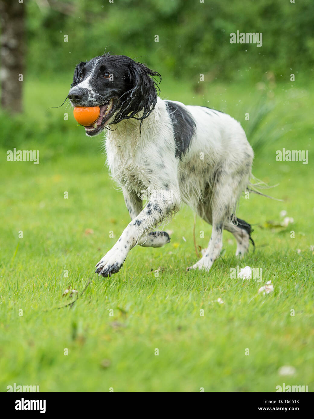 english-springer-spaniel-dog-stock-photo-alamy