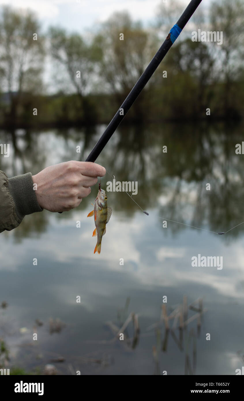 A good catch, a perch on a fishing rod hook Stock Photo Alamy