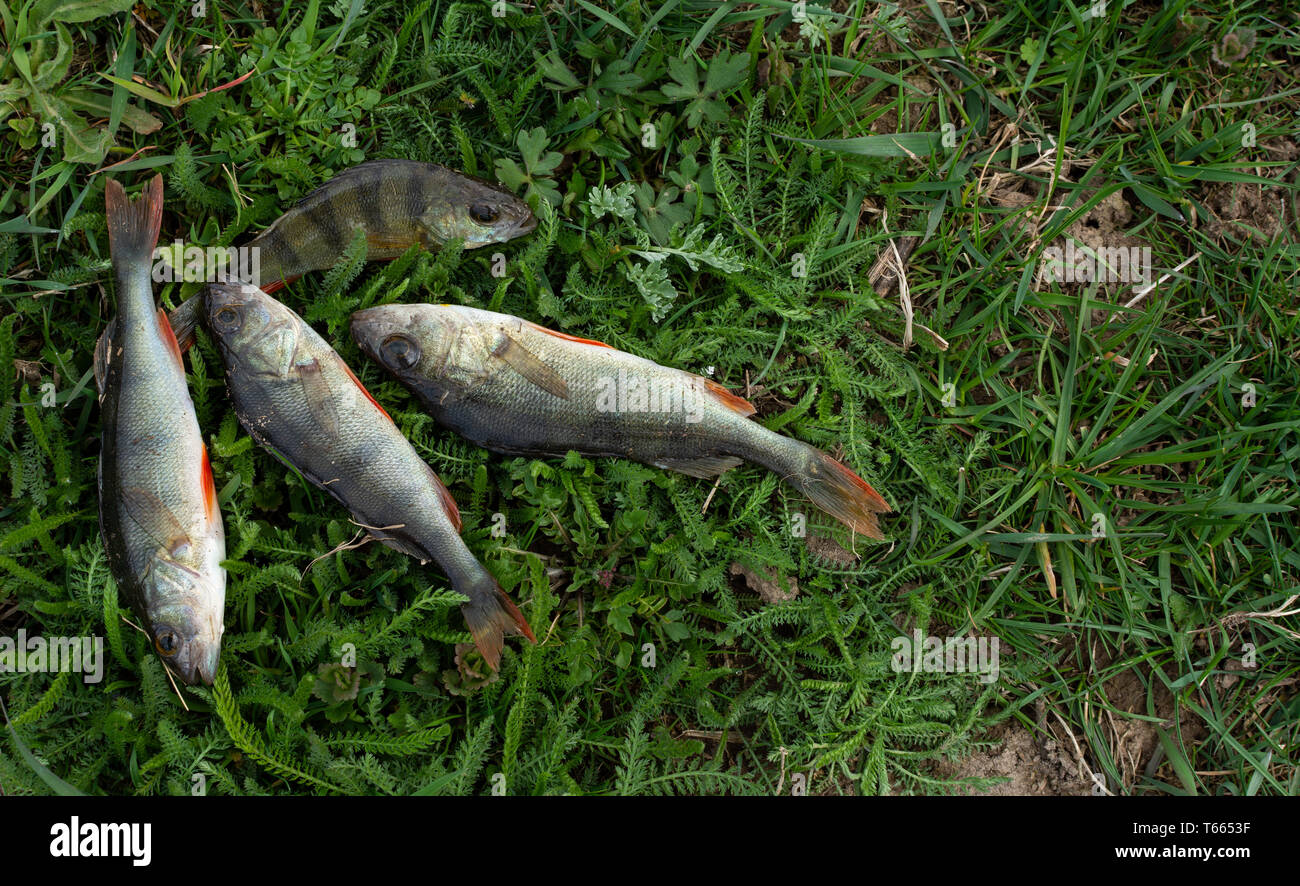 Perches freshwater fish hires stock photography and images Alamy