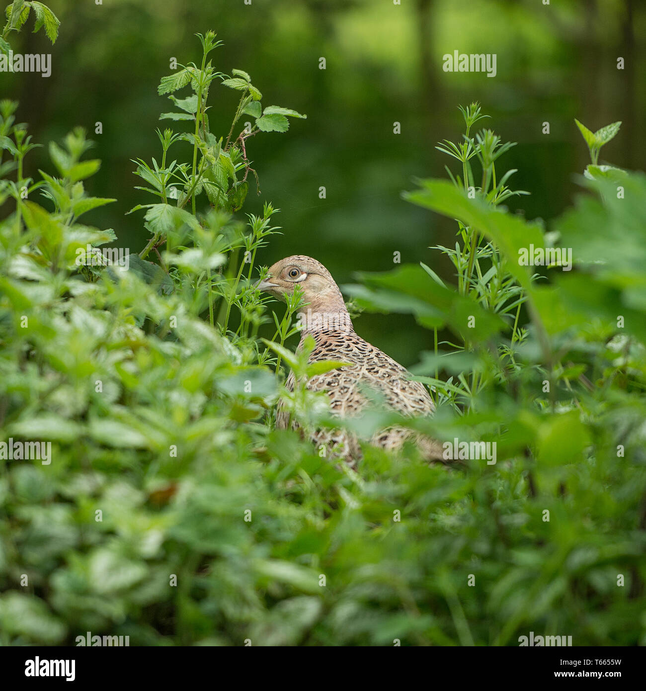 Pheasant cover crop woodland hires stock photography and images Alamy