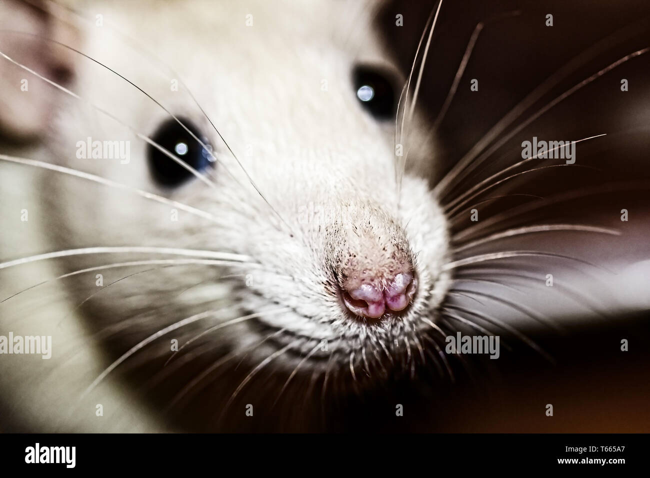 closeup of a white rats nose Stock Photo