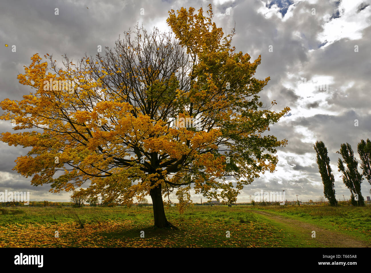 a sloped tree in autumn with dramatic sky Stock Photo