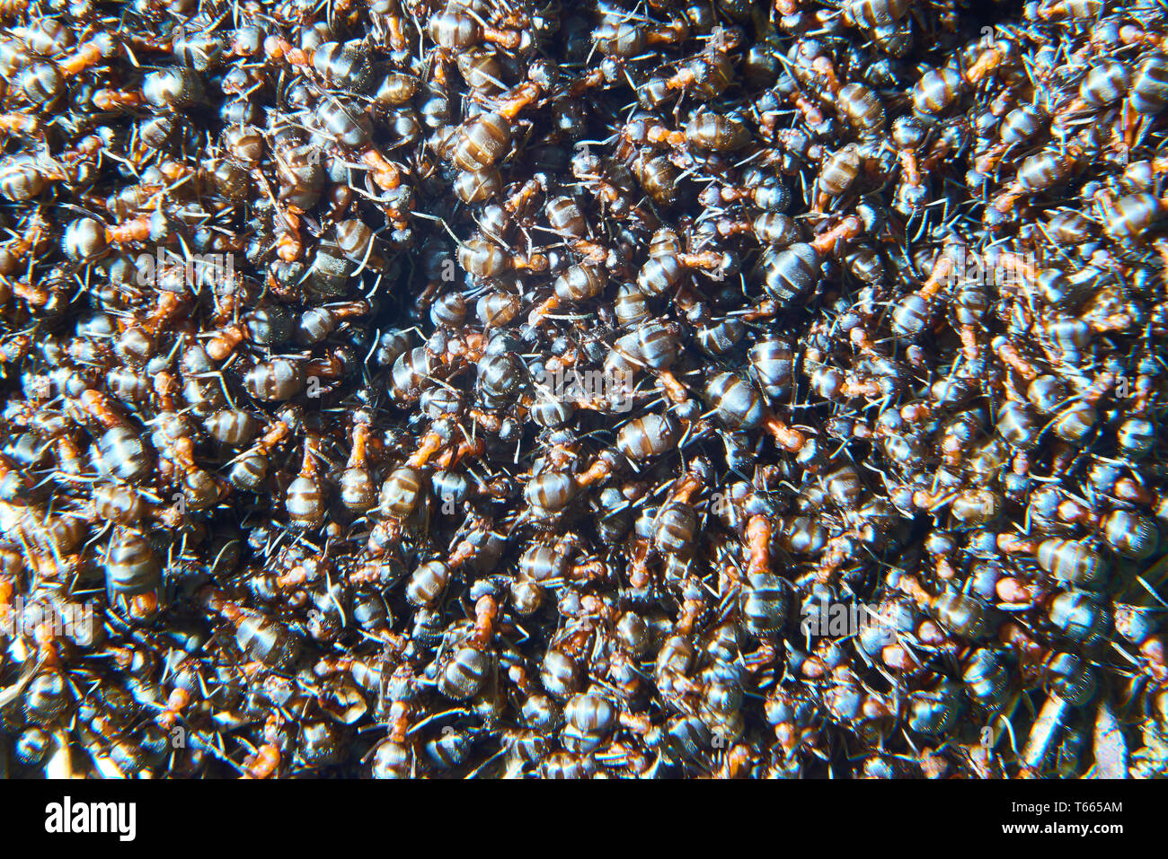Large group of Formica polyctena ants. Formica polyctena is a species of European red wood ant. Focused to center Stock Photo