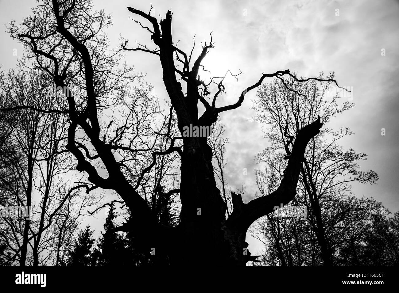 black and white silhouette of tree detail-view Stock Photo - Alamy
