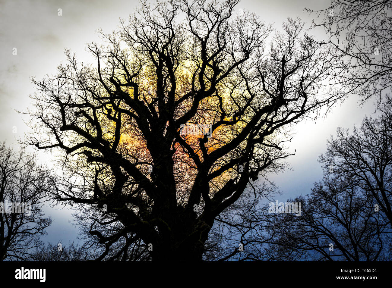 Silhouette of an oak against the sun Stock Photo - Alamy