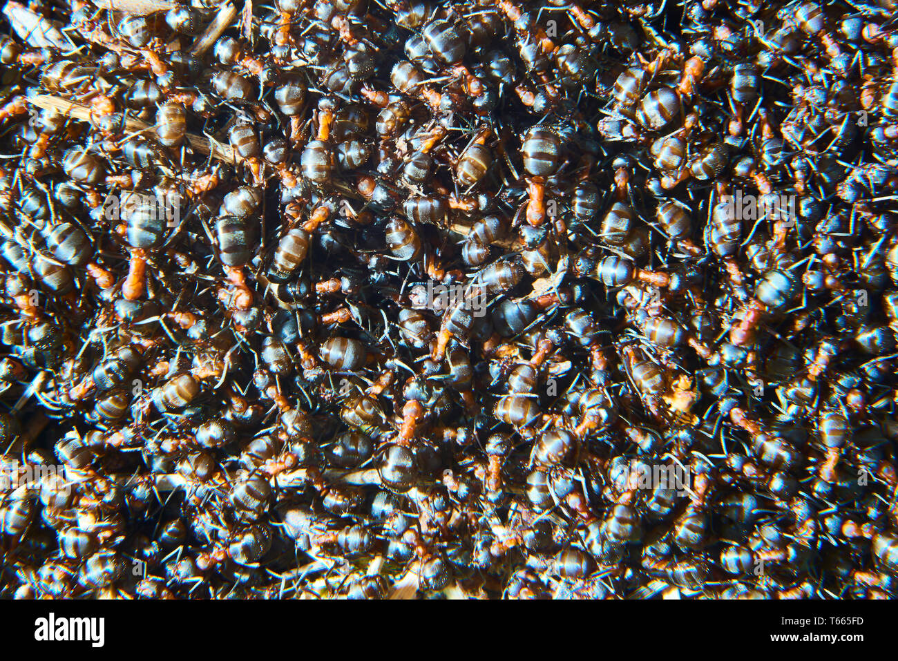 Large group of Formica polyctena ants. Formica polyctena is a species of European red wood ant. Focused to center Stock Photo