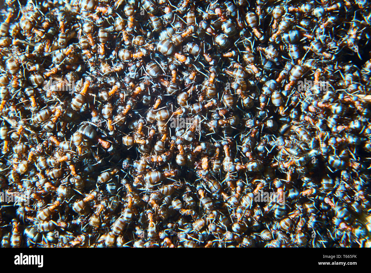 Large group of Formica polyctena ants. Formica polyctena is a species of European red wood ant. Focused to center Stock Photo