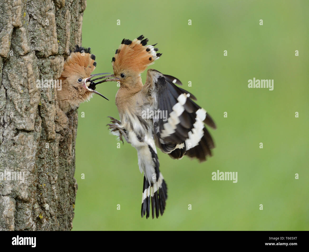 Eurasian hoopoe [Upupa epops] Stock Photo - Alamy