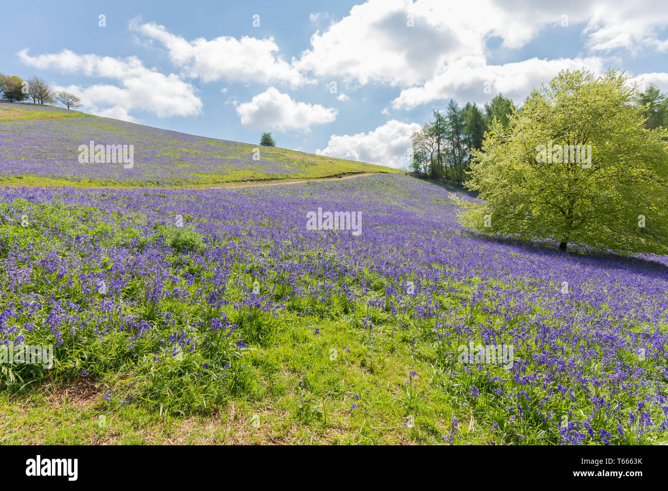 Fields covered in a carpet of bluebells in the client Hills, Worcestershire on a sunny spring day Stock Photo