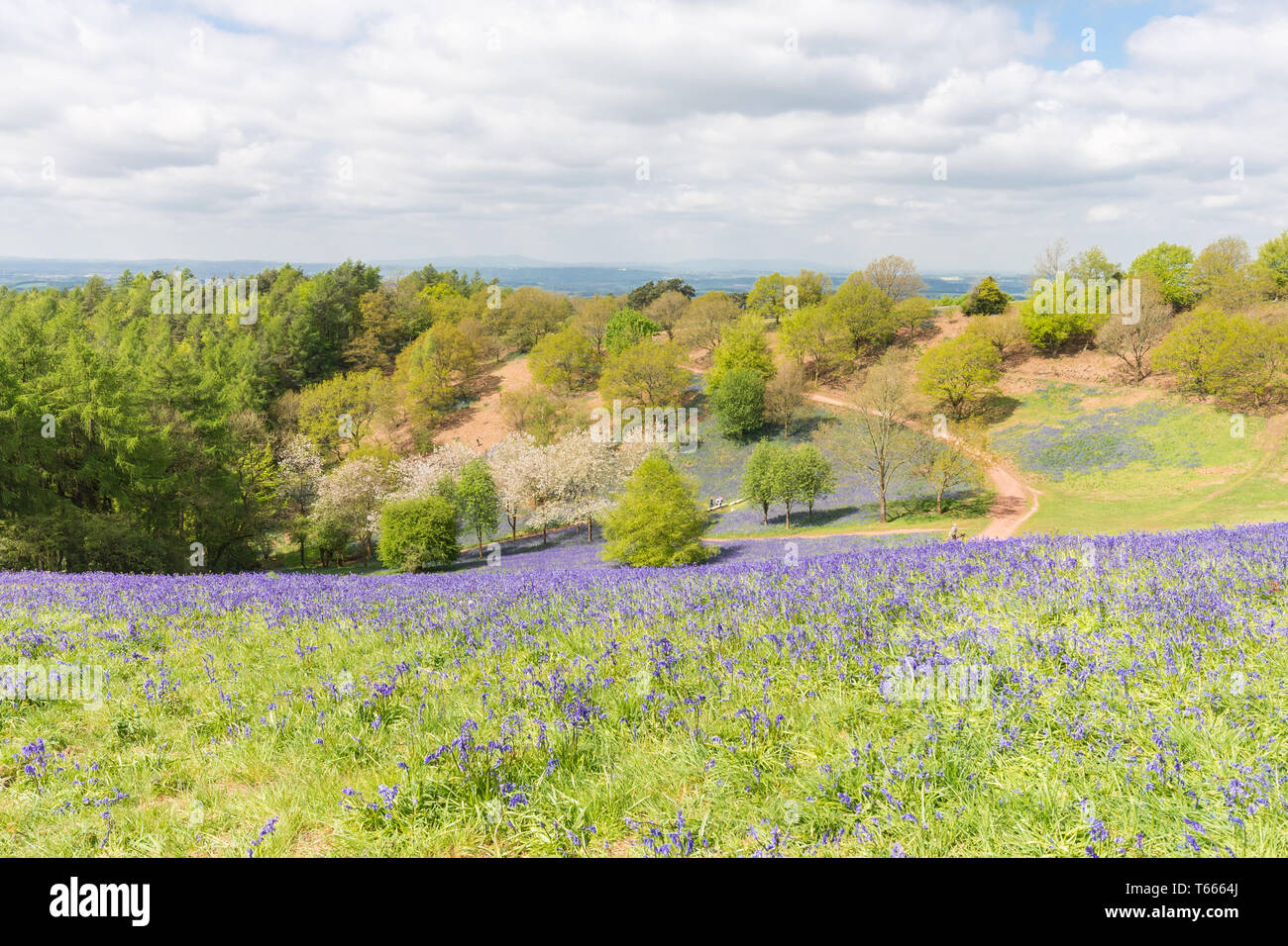 Fields covered in a carpet of bluebells in the client Hills, Worcestershire on a sunny spring day Stock Photo