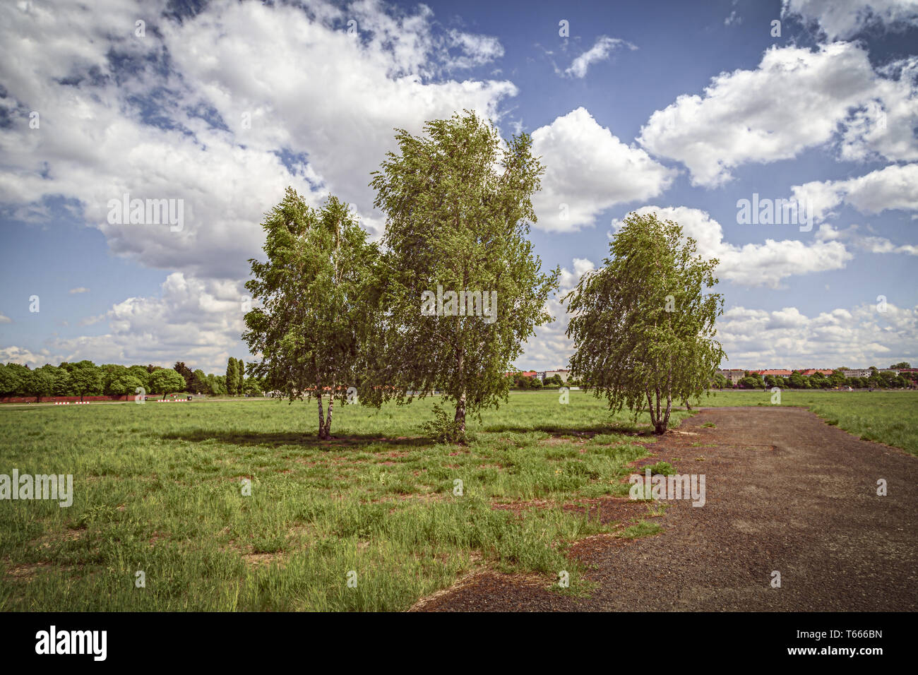 three birch trees at the Tempelhofer Feld, Berlin Germany Stock Photo