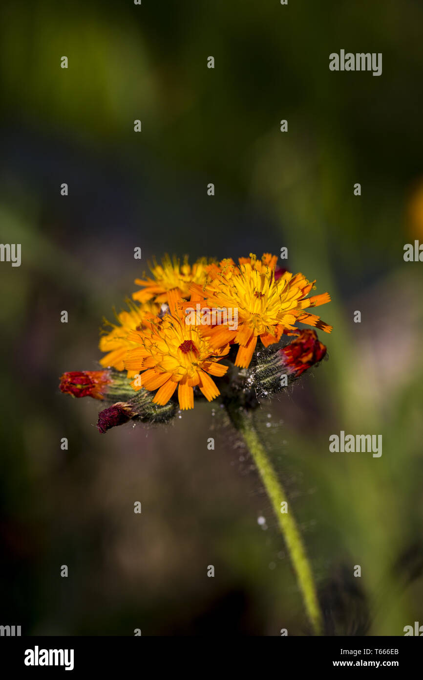 Orange corn hires stock photography and images Alamy