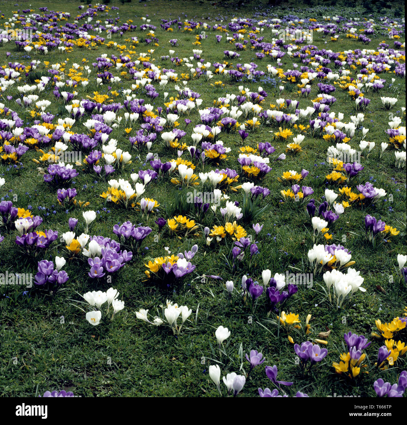 Crocus in early spring Stock Photo - Alamy