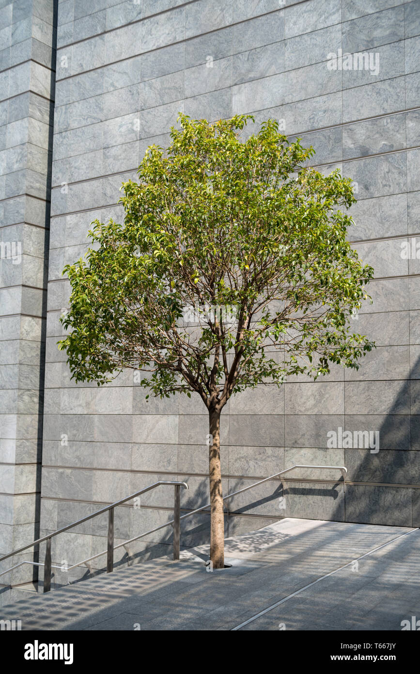 City tree office structure hi-res stock photography and images - Alamy