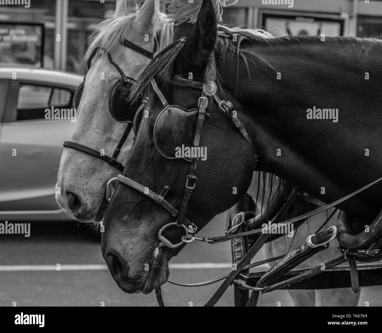 Two draft horses, portrait view black and white Stock Photo