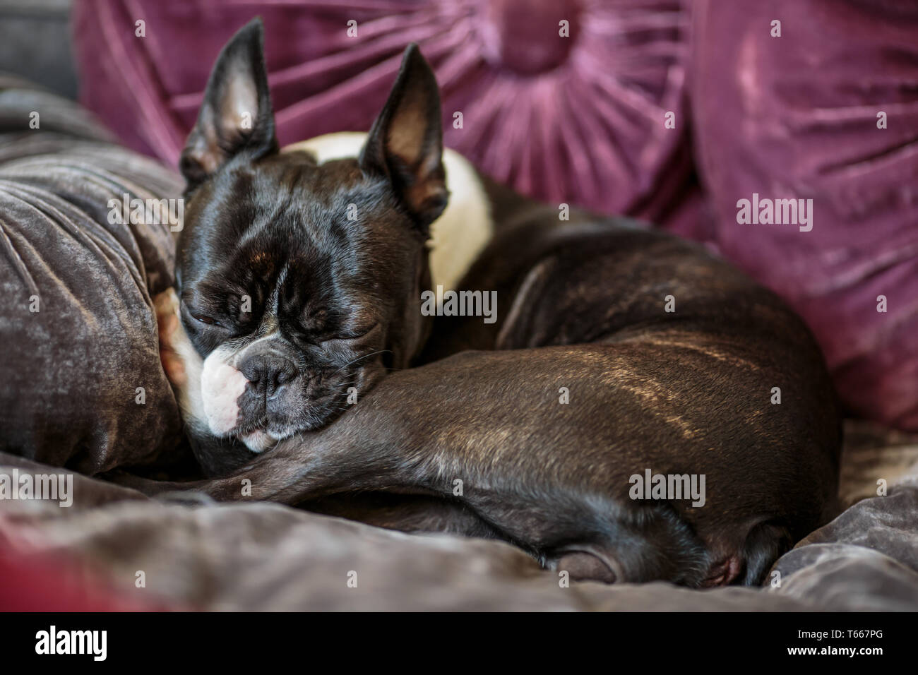 https://c8.alamy.com/comp/T667PG/boston-terrier-sleeping-on-the-bed-with-many-pillows-T667PG.jpg