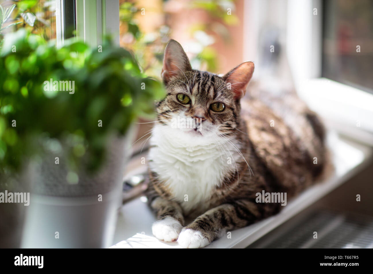 Cat sitting in the kitchen windows with herbs Stock Photo Alamy