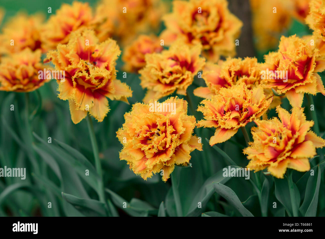 Fringed red yellow tulip Lambada blossoms in the garden. Spring floral background with tulip flowers. Holiday and seasonal design. Spring background w Stock Photo