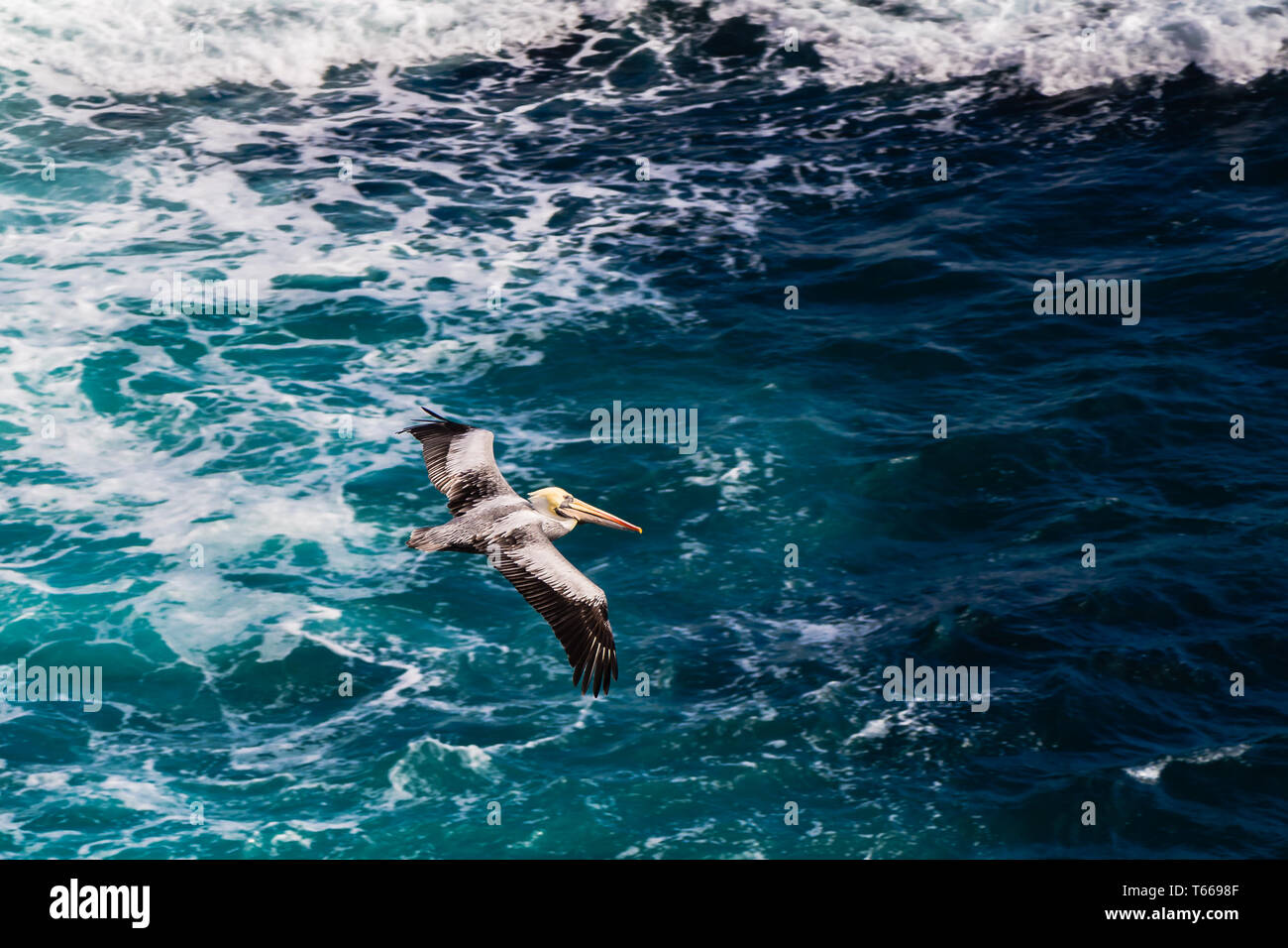 Pelican flying over a blue rough sea, in the coast of north Chile, Antofagasta. Stock Photo